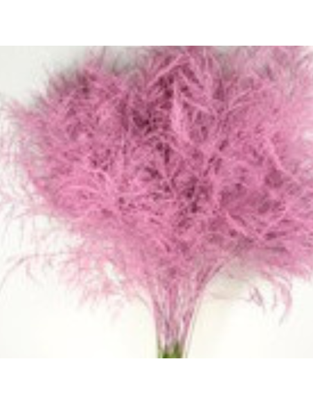 Color Fresh Tree Fern Glinda Pink 100  stems