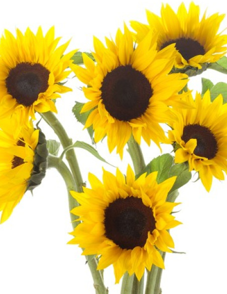 Sunflowers Petite By the Box 100 Stems