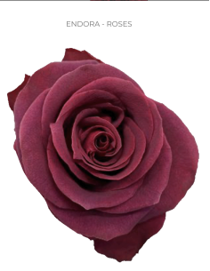 Endora Red Rose 50 / 75 / 100 stems