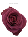 Endora Red Rose 50 / 75 / 100 stems