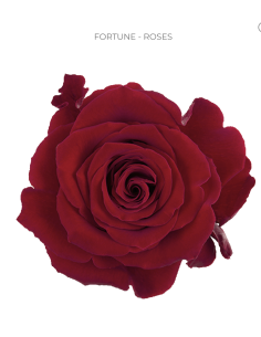 Fortune Red Rose 50 / 75 / 100 stems