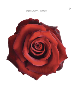 Intensity Red Rose 50 / 75 / 100 stems