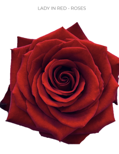 Lady in red,  Red Rose 50 / 75 / 100 stems