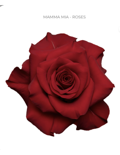 Mama Mia Red Rose 50 / 75 / 100 stems