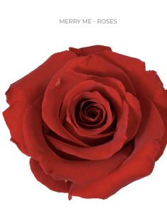 Merry Me Red Rose 50 / 75 / 100 stems