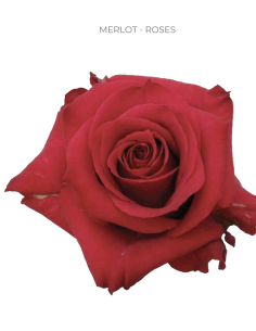 Merlot Red Rose 50 / 75 / 100 stems