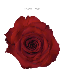 Nazari Red Rose 50 / 75 / 100 stems