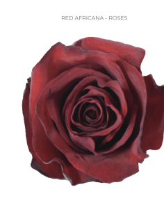 Red Africana Red Rose 50 / 75 / 100 stems