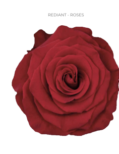 Rediant Red Rose 50 / 75 / 100 stems
