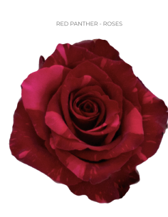 Red panther Red Rose 50 / 75 / 100 stems