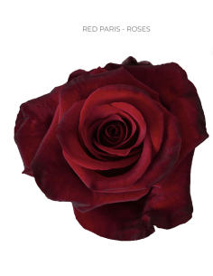 Red paris Red Rose 50 / 75 / 100 stems