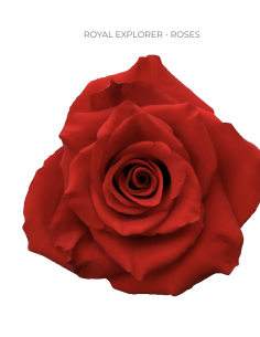Royal Explorer Red Roses | Deep Velvety Red Roses Wholesale (50 / 100 Stems)