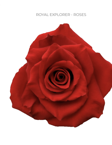 Royal Explorer Red Roses | Deep Velvety Red Roses Wholesale (50 / 100 Stems)