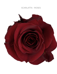 Scarlatta Red Rose 50 / 75 / 100 stems