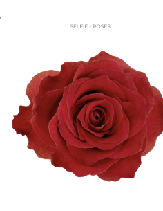 Selfie Red Rose 50 / 75 / 100 stems