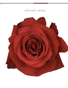 Sexy Red, Red Rose 50 / 75 / 100 stems