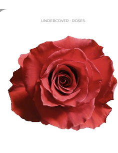 Undercover Red Rose 50 / 75 / 100 stems