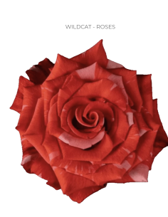 Wildcat Red Rose 50 / 75 / 100 stems