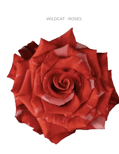 Wildcat Red Rose | Wholesale Bulk Red Roses