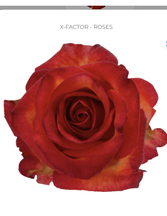 X-Factor Red Rose 50 / 75 / 100 stems