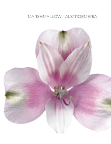 wholesale alstromeria