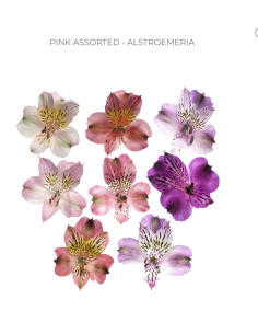 wholesale alstromeria 2