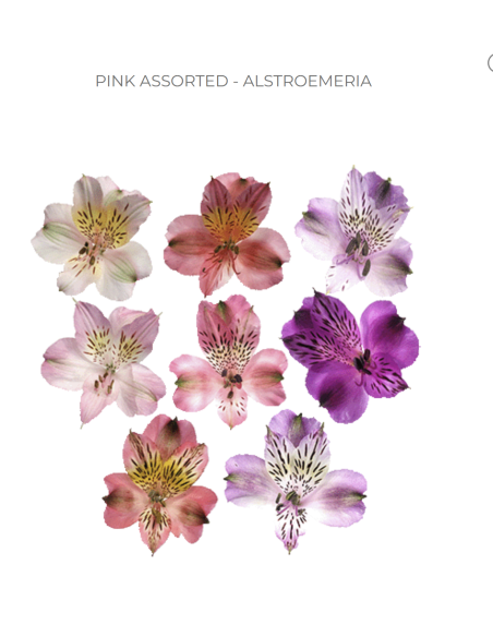 wholesale alstromeria