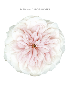 Garden Rose Sabrina 24 / 36 / 48 Stems substitution policy