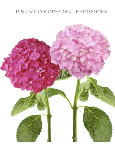 Pink mix Hydrangea 40 stems for wholesale by Florasource