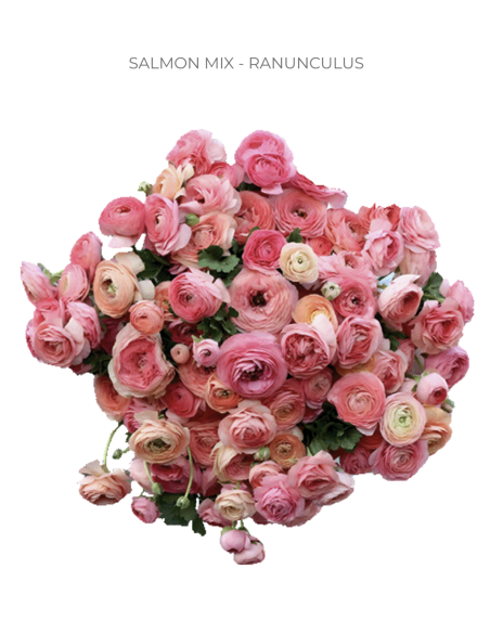 Ranunculus Salmon Mix 120 stems