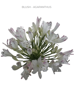 Blush Agapanthus 100 or 50 Stems