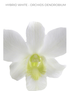 Solid White Pack Dendrobium Orchids 70 stems