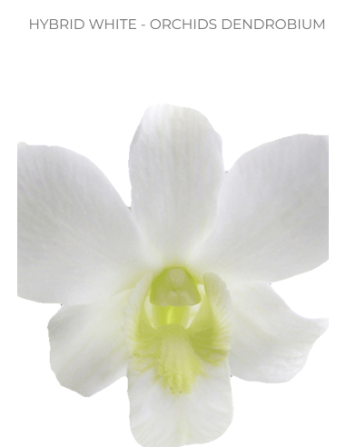 Solid White Dendrobium Orchids | Wholesale Bulk (70 Stems)