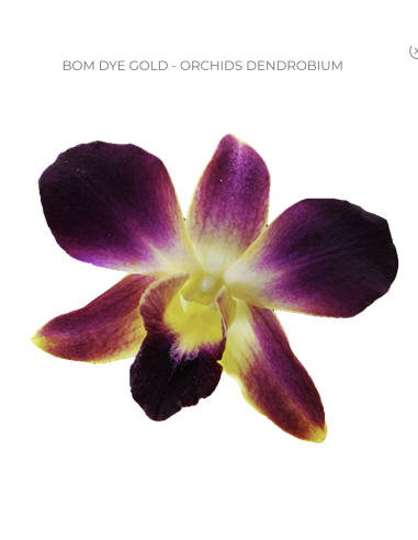 Bom Dyed Gold Dendrobium Orchids 70 stems