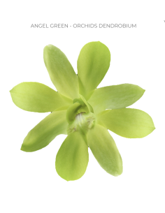 Angel Green Dendrobium Orchids 70 stems