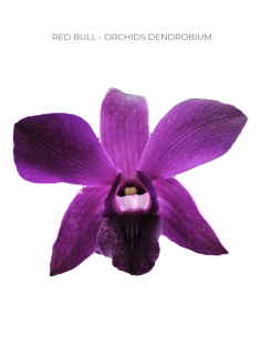 Red Bull dark purple Dendrobium Orchids 70 stems