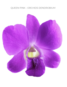 Queen Pink Dendrobium Orchids 70 stems