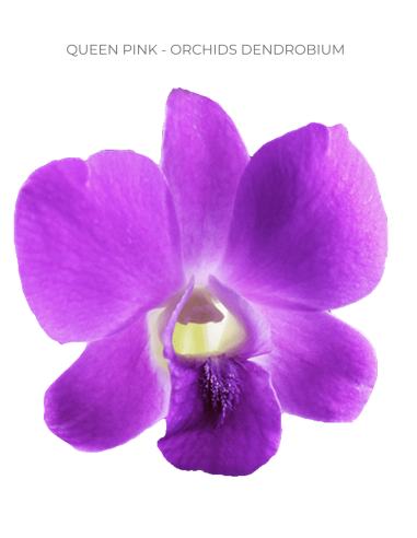 Queen Pink Dendrobium Orchids | Wholesale Bulk (70 Stems)