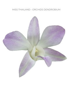 Miss Thailand blush Dendrobium Orchids 70 stems