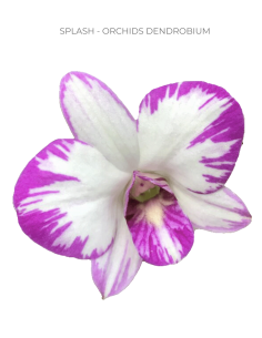 Splash 2 tone Dendrobium Orchids 70 stems
