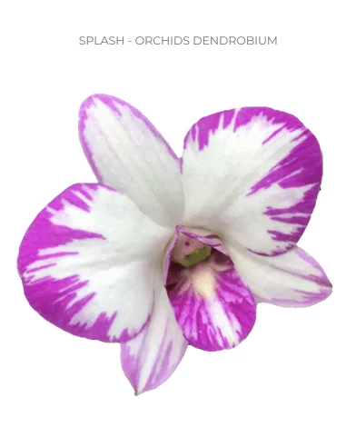 Splash 2 tone Dendrobium Orchids 70 stems for wholesale by Florasource