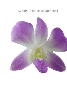 Sakura light pink Dendrobium Orchids 70 stems