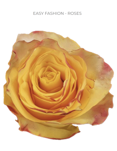 Easy Fashion bi color rose 50 / 75 / 100 stems