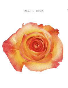 Encanto bi color rose 50 / 75 / 100 stems