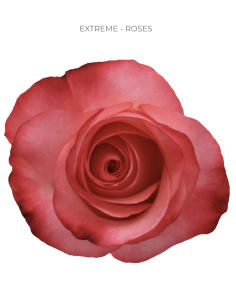 Extreme bi color rose 50 / 75 / 100 stems