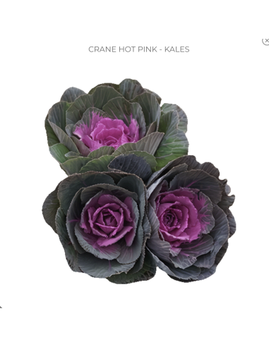 Hot Pink Kale (Brassica) 50 Stems | Wholesale Ornamental Kale