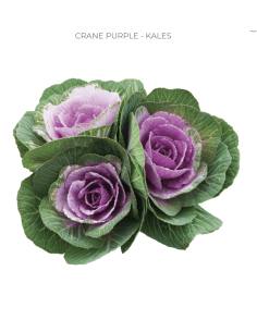 Purple Kale (Brassica) 50Stems