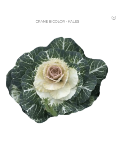 White Kale (Brassica) 50Stems