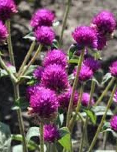 Gomphrena Purple By the Bunch
