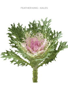 Feather King Kale (Brassica) 50 Stems | Wholesale Ornamental Kale